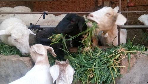 小羊羊爆料最新内容视频,揭秘视频背后的惊人真相！  第1张